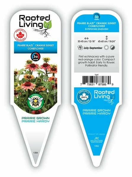 Echinacea - Prairie Blaze® Orange Sunset Coneflower 11 cm Prem (4.5")
