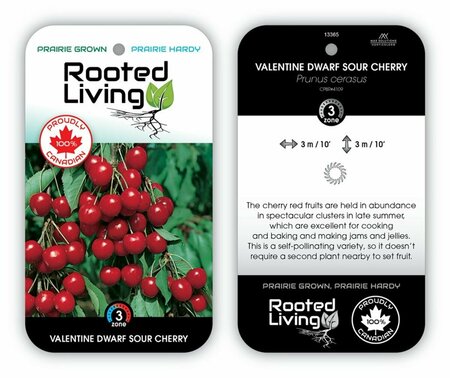 Prunus cerasus - 'Valentine' Cherry 7 gal tf