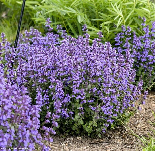 Nepeta 'Cat's Pajamas Catmint' (PW) 1 gal