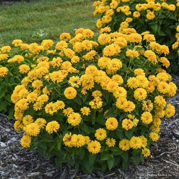 Heliopsis hel. - 'Rays for Days' (PW) 1 gal