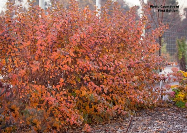 Physocarpus - 'Amber Jubilee'® Ninebark (FE) 5 gal - image 3