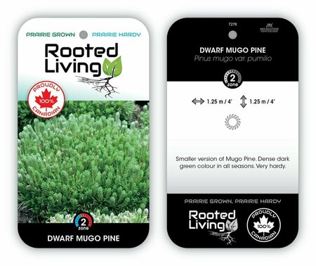 Pinus mugo 'Pumilio' - Dwarf Mugo Pine 5 gal