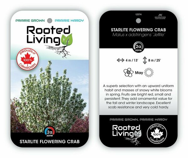 Malus - 'Starlite' Flowering Crab 20 gal