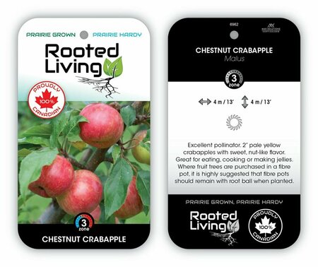 Malus - 'Chestnut' Crabapple 10 gal