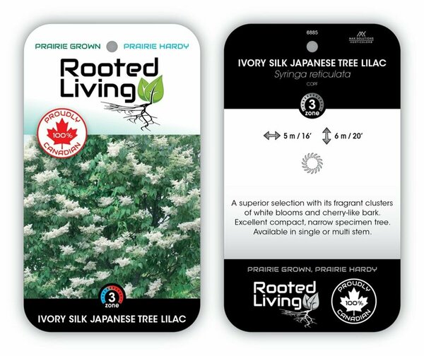 Syringa reticulata - 'Ivory Silk' Japanese Tree Lilac 7 gal multi