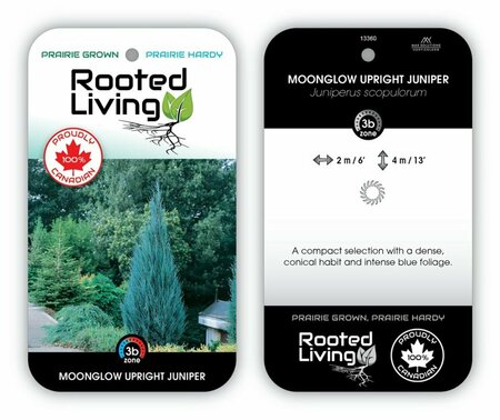 Juniperus scop. - 'Moonglow' 10 gal