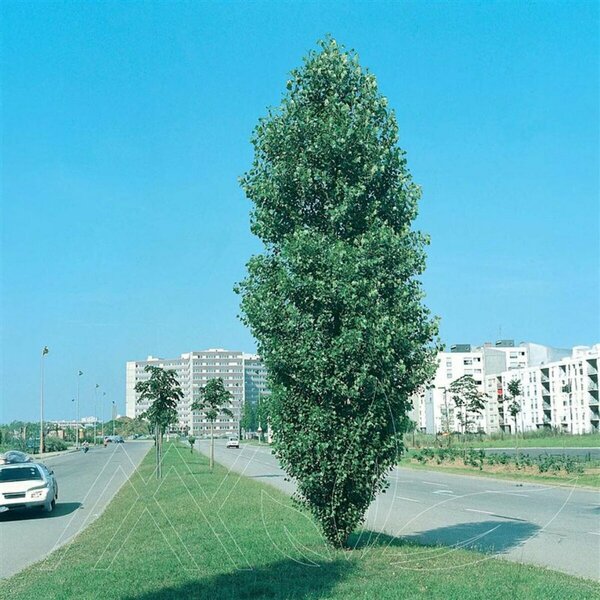 Populus x canescens - 'Tower' Poplar RP38deep