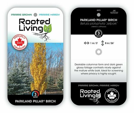 Betula platy. 'Jefpark' - 'Parkland Pillar' Birch (FE) 5 gal FE