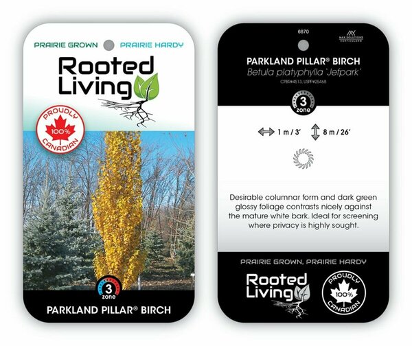 Betula platy. 'Jefpark' - 'Parkland Pillar' Birch (FE) 5 gal FE