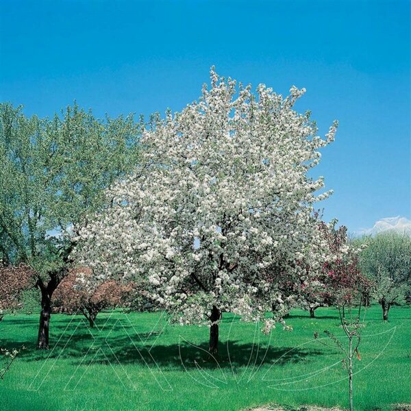 Malus - 'Spring Snow' Flowering Crab 10 gal