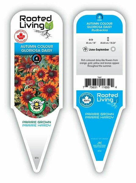 Rudbeckia hirta - 'Autumn Colors' Gloriosa Daisy 11 cm Prem (4.5")