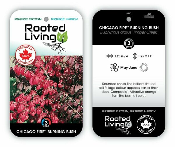 Euonymus alatus 'Timber Creek' - 'Chicago Fire' Burning Bush 5 gal