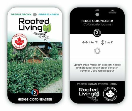 Cotoneaster lucidus - Hedge 2 gal