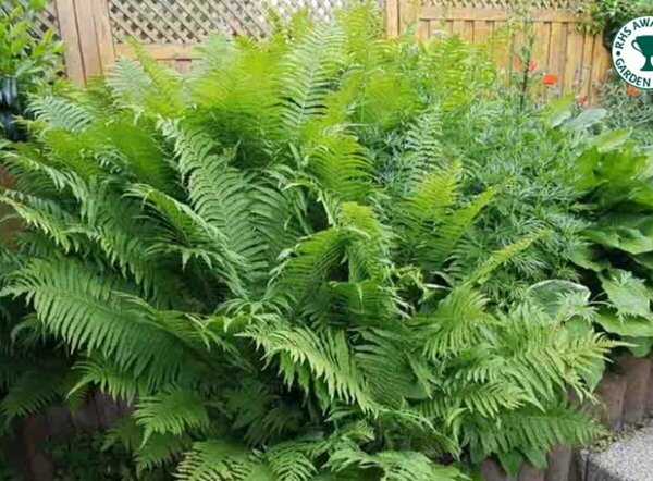 Matteuccia stru. - Native Fern 2 gal outdoor