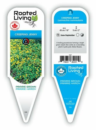 Lysimachia nummularia - Creeping Jenny 1 gal outdoor