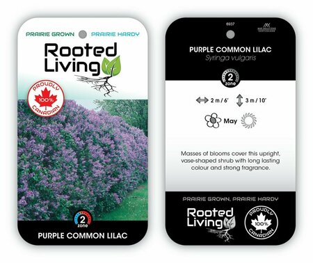 Syringa vulgaris - Common Purple Lilac 2 gal