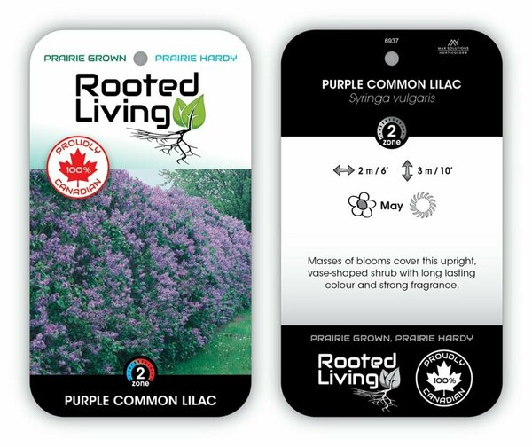 Syringa vulgaris - Common Purple Lilac 2 gal