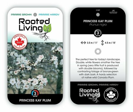 Prunus nigra - 'Princess Kay' Flowering Plum 10 gal - image 2