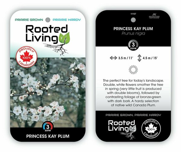 Prunus nigra - 'Princess Kay' Flowering Plum 10 gal - image 2