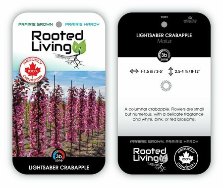 Malus - 'Lightsaber' Flowering Crabapple 10 gal