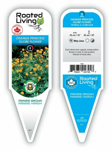 Trollius x cultorum - 'Orange Princess' Globe Flower 11 cm Prem (4.5")