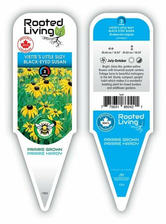 Rudbeckia fulgida - 'Viette's Little Suzy' Black-Eyed Susan 11 cm Prem