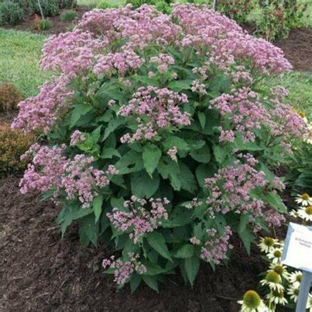 Eupatorium purp. - 'Euphorbia'™ Ruby Joe-Pye Weed 2 gal outdoor