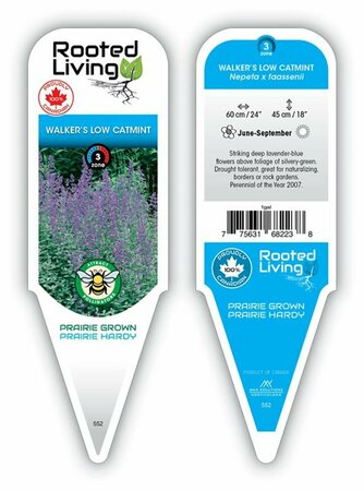 Nepeta rac. - 'Walker's Low' Catmint 1 gal outdoor
