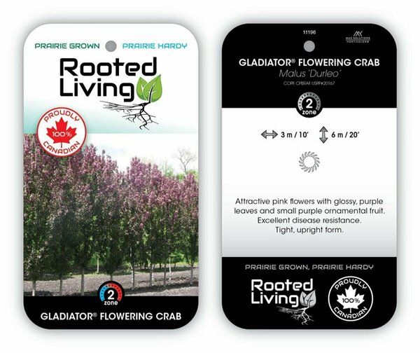 Malus - 'Gladiator' Flowering Crab 10 gal