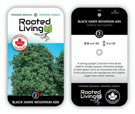 Sorbus aucuparia - 'Black Hawk' Mountain Ash 15 gal - image 1