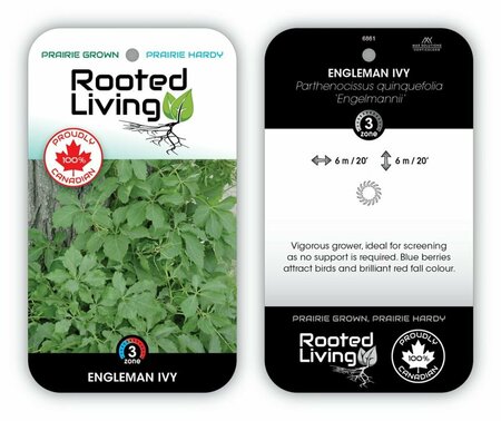 Parthenocissus quin. - Engleman Ivy 2 gal