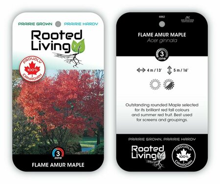 Acer ginnala - 'Flame' Amur Maple 15 gal multi - image 3