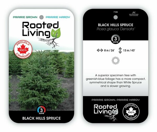 Picea glauca densata - 'Black Hills' Spruce 175cm BB / 6'