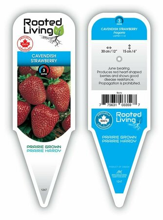 Fragaria 'Cavendish' Strawberry [June] 9 cm (3.5")