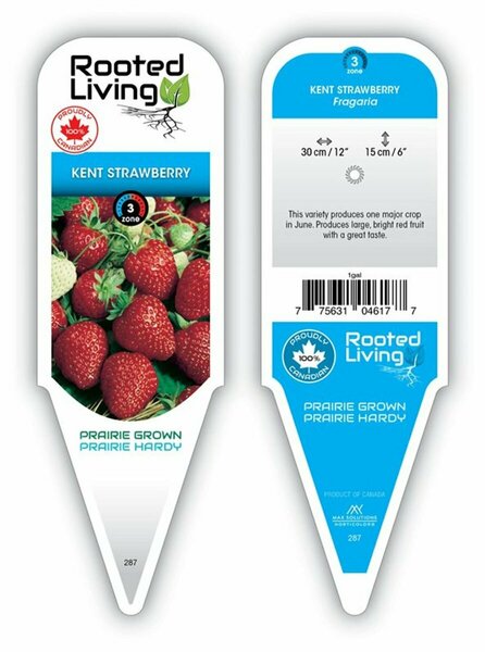 Fragaria - 'Kent' Strawberry [June] 9 cm (3.5")