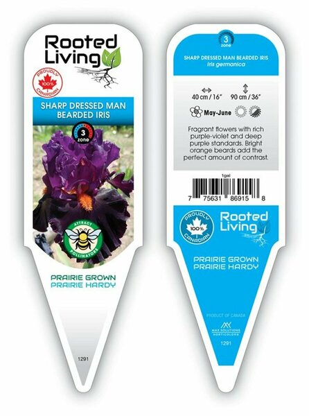 Iris germ. - 'Sharp Dressed Man' Bearded Iris [Purple] 1 gal