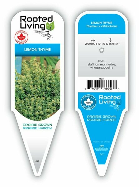 Thymus citriodorus - Lemon Thyme 9 cm (3.5")