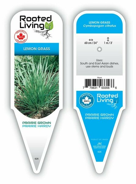 Cymbopogon citratus - Lemongrass  9 cm (3.5")