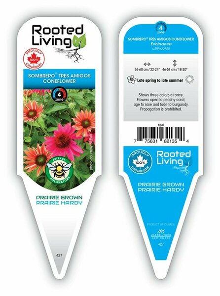 Echinacea x Sombrero® - 'Tres Amigos' Coneflower 1 gal