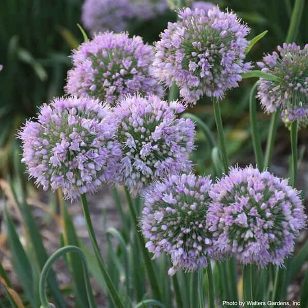 Allium - 'Bubble Bath' Ornamental Onion 1 gal