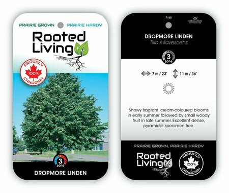 Tilia x flavescens - 'Dropmore' Linden 20 gal - image 2