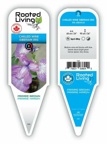 Iris sib. - 'Chilled Wine' Siberian Iris [Purple/Rd] 1 gal