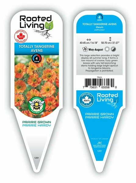 Geum - 'Totally Tangerine' 11 cm Prem (4.5")