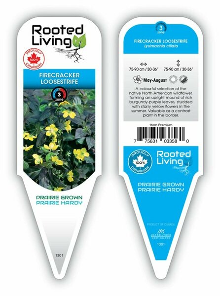 Lysimachia ciliata - 'Firecracker' Loosetrife 11 cm Prem (4.5")