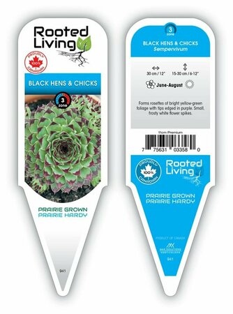 Sempervivum - Black Hens & Chicks 11 cm Prem