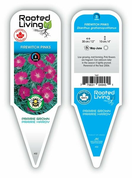 Dianthus gratian - 'Firewitch' Pinks 1 gal outdoor