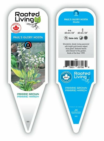 Hosta - 'Paul's Glory' [Gld/Bl-Gr] 1 gal outdoor