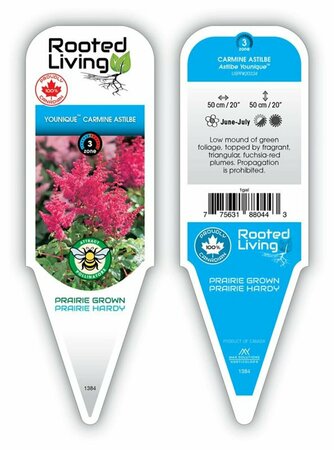 Astilbe - Younique™ 'Carmine' 1 gal