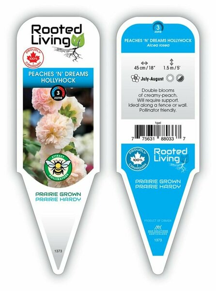 Alcea rosea - 'Peaches N Dreams' Hollyhock 1 gal