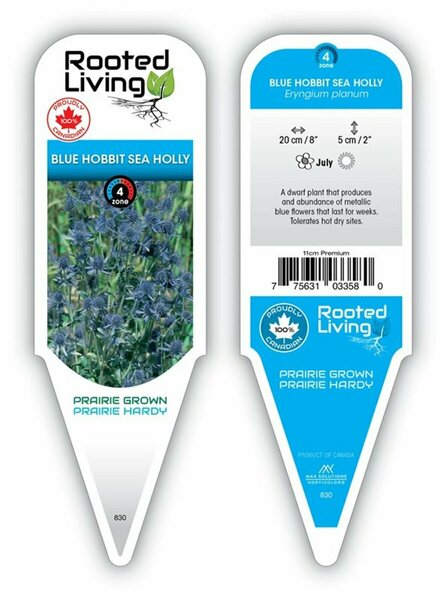 Eryngium planum - 'Blue Hobbit' Sea Holly 11 cm Prem (4.5")